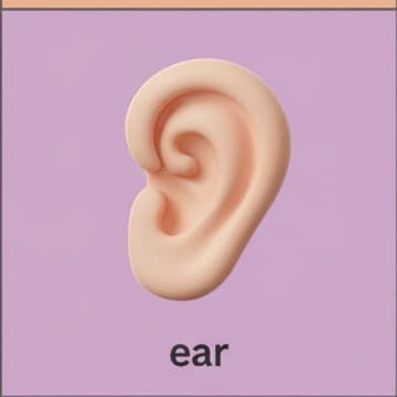 หู